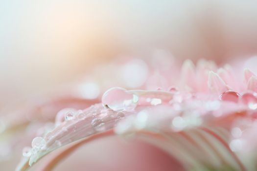 Gerbera flowers with raindrop