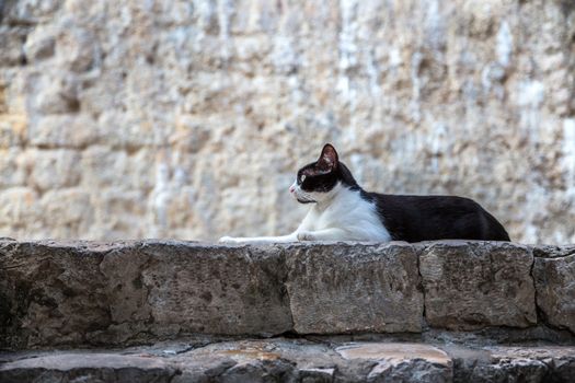 Cat lies in front of the stone wall.