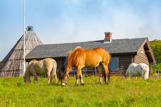 Wildlife in Norway. Scandinavian fjord beautiful horses on pasture eat grass on field in summer rainy weather. Wildlife in Norway.