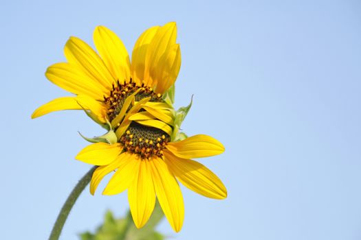 A sunflower against bright blue light