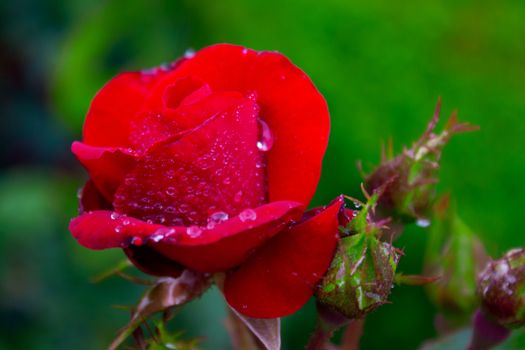Red rose as a natural and holidays background. Focus on blossom red rose flower on blurred green leaves background.