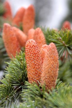 Close up to a fir cones