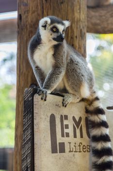 Lemur sits on a branch and looks around. Close up of a ring-tailed lemur. Ring-tailed lemur catta.