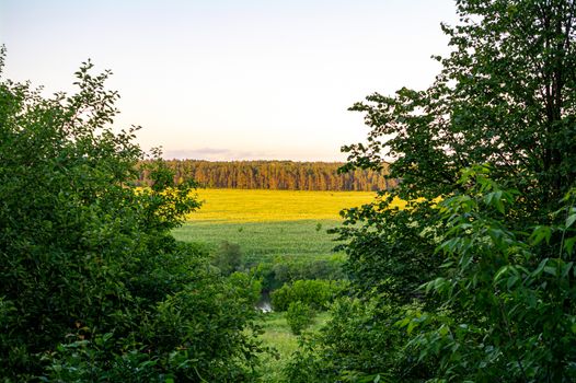 View from between trees to sunlit fields and forest.