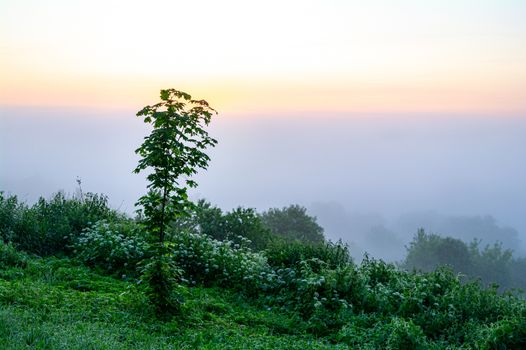 Little maple in the background of predawn fog.