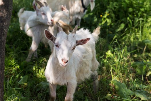 A white little goat stands in the green grass on a pasture and looks at the camera.