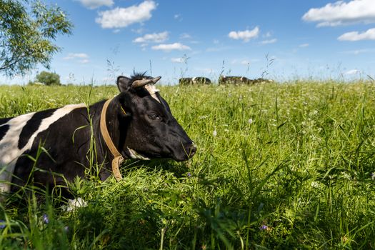 A cow lies in the green grass on the pasture.