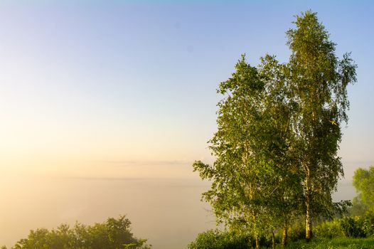 Birch trees in the morning fog, natural landscape.