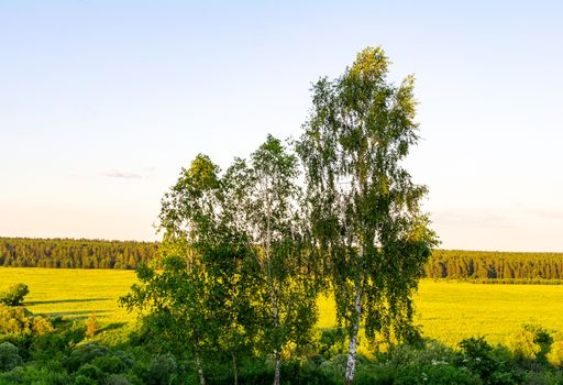 Birch trees on the background of fields under the midday sun.