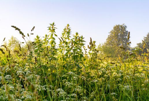 Thickets of grass under the morning sun.