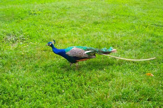 Peacock with a shabby tail grazing on the green grass at the farm