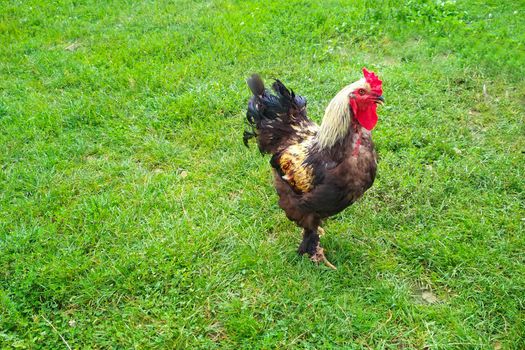 Cock flashy breed Brama, grazing on the green lawn. Rooster with black plumage on its paws