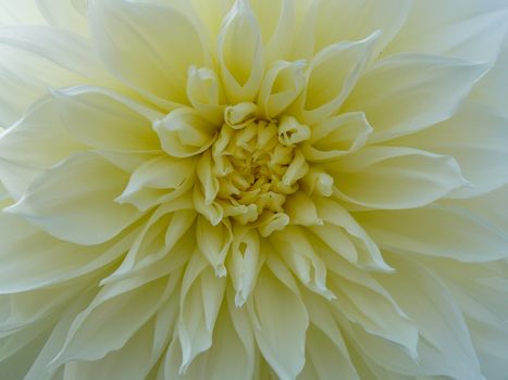 Light orange yellow dahlia flower macro photo. Picture in color emphasizing the light orange colours and brown shadows in a intricate geometric pattern.