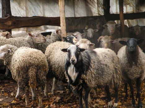 Portrait of sheep in flock. Portrait of cute sheep in herd looking at camera with a thoughtful look
