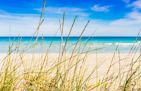 Sand dunes with marram grass, close-up, maitime background