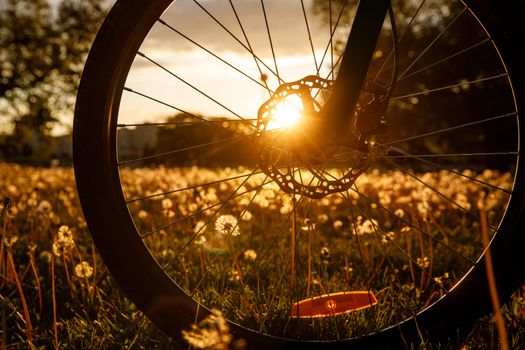 Bicycle wheel in the field at sunset. Close-up of a hydraulic brake disc.