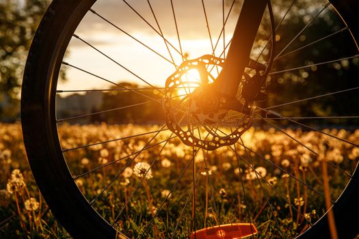 Bicycle wheel in the field at sunset. Close-up of a hydraulic brake disc.