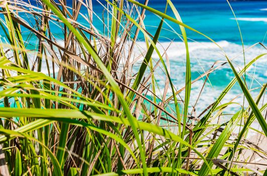 Beach with reed grass, close-up