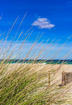 Sand dunes with marram grass, close-up