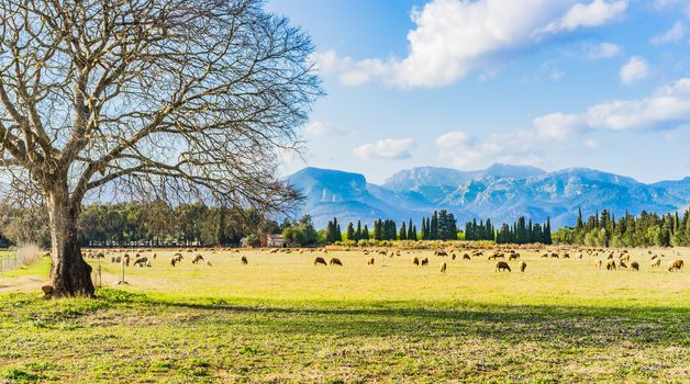 Beautiful panoramic view of land nature on Majorca island, Spain