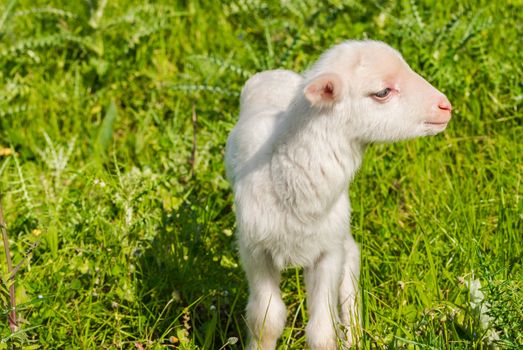 Litte newborn lamb on fresh green meadow at spring