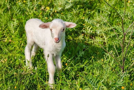 Litte newborn lamb on fresh green meadow at spring

