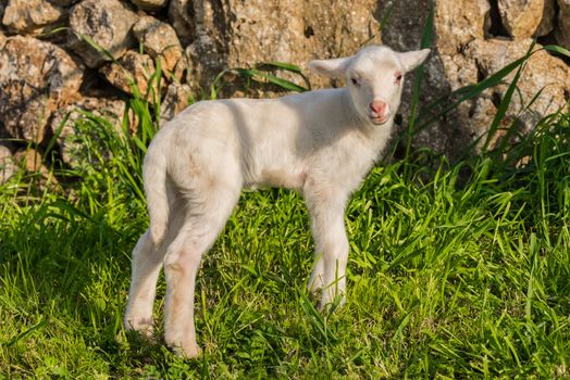 Litte newborn lamb on fresh green meadow at spring