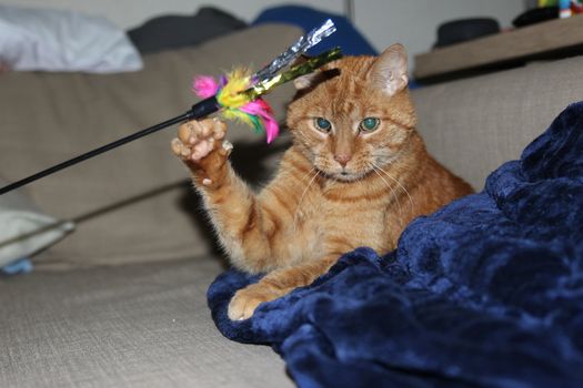 My Cat Spikey while playing, hunting and relaxing in the Sun. Photos are made in my house in Vienna