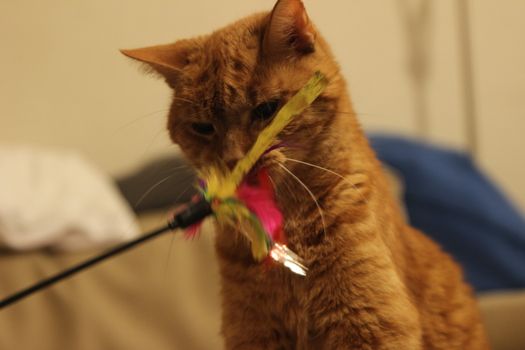 My Cat Spikey while playing, hunting and relaxing in the Sun. Photos are made in my house in Vienna