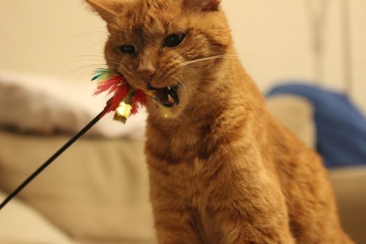 My Cat Spikey while playing, hunting and relaxing in the Sun. Photos are made in my house in Vienna