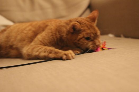 My Cat Spikey while playing, hunting and relaxing in the Sun. Photos are made in my house in Vienna