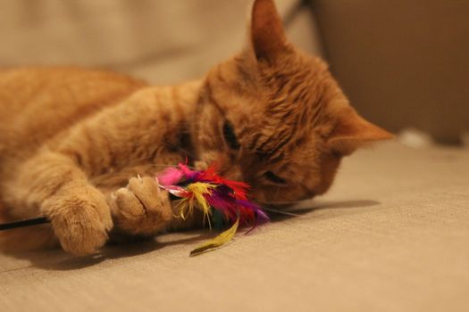 My Cat Spikey while playing, hunting and relaxing in the Sun. Photos are made in my house in Vienna