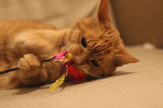 My Cat Spikey while playing, hunting and relaxing in the Sun. Photos are made in my house in Vienna