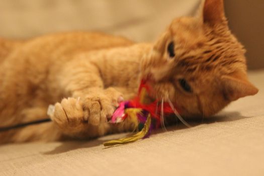 My Cat Spikey while playing, hunting and relaxing in the Sun. Photos are made in my house in Vienna