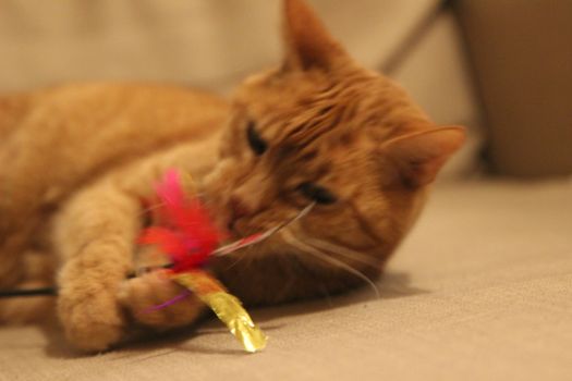 My Cat Spikey while playing, hunting and relaxing in the Sun. Photos are made in my house in Vienna