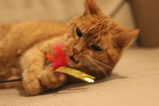 My Cat Spikey while playing, hunting and relaxing in the Sun. Photos are made in my house in Vienna