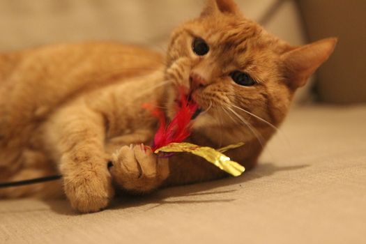 My Cat Spikey while playing, hunting and relaxing in the Sun. Photos are made in my house in Vienna