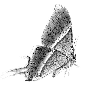 An engraved vintage illustration of a butterfly Ipana diversa from a Victorian book dated 1897 that is no longer in copyright