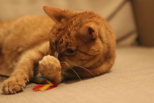 My Cat Spikey while playing, hunting and relaxing in the Sun. Photos are made in my house in Vienna