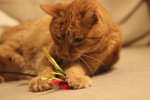 My Cat Spikey while playing, hunting and relaxing in the Sun. Photos are made in my house in Vienna