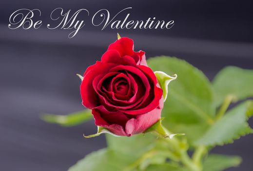 Red Rose - Be My Valentine