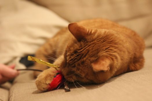 My Cat Spikey while playing, hunting and relaxing in the Sun. Photos are made in my house in Vienna