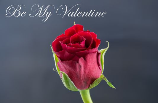 Red Rose - Be My Valentine