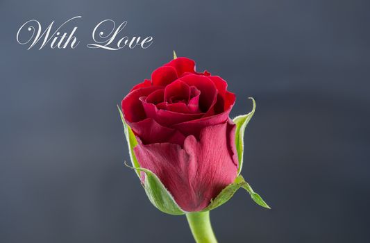 Red Rose - With Love