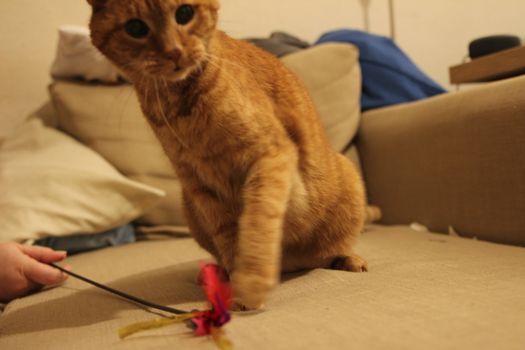 My Cat Spikey while playing, hunting and relaxing in the Sun. Photos are made in my house in Vienna