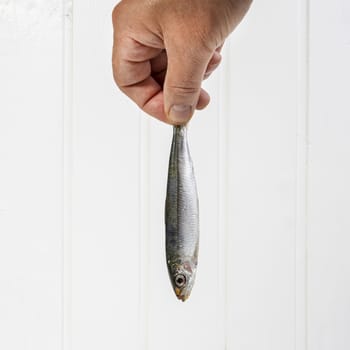 a hand held sardine in front of a white background