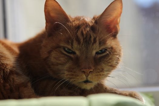 My Cat Spikey while playing, hunting and relaxing in the Sun. Photos are made in my house in Vienna