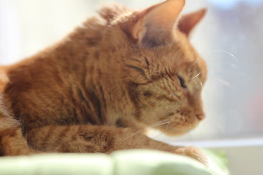 My Cat Spikey while playing, hunting and relaxing in the Sun. Photos are made in my house in Vienna