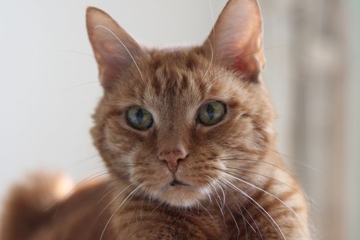 My Cat Spikey while playing, hunting and relaxing in the Sun. Photos are made in my house in Vienna