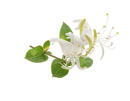 Isolated branch of blossoming honeysuckle on the white